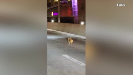 This Dog Was Rescued After Running Through Traffic