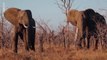 Les derniers mondes sauvages - Planète éléphant