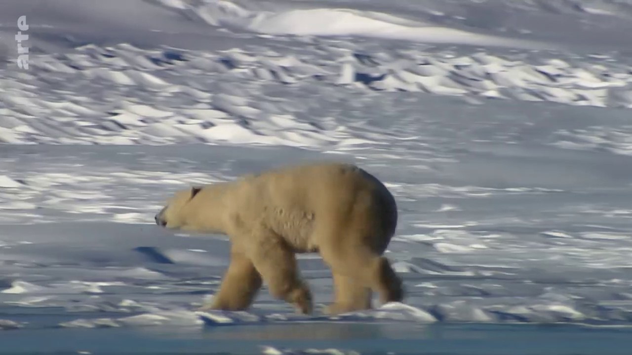 Les derniers mondes sauvages - Planète ours