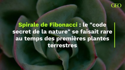 Spirale de Fibonacci : le "code secret de la nature" se faisait rare au temps des premières plantes terrestres (1)