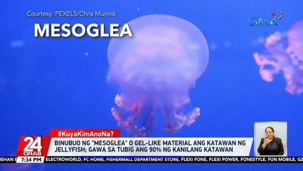 Binubuo ng "mesoglea" o gel-like material ang katawan ng jellyfish; gawa sa tubig ang 90% ng kanilang katawan | 24 Oras