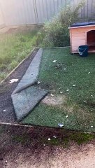 Dirty Doggy Dives Into Duvet