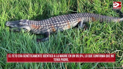 Una cocodrilo queda embarazada en un milagroso 'parto virginal'