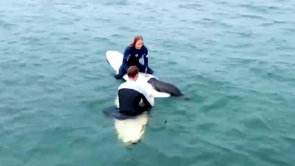 Must See! Baby Seal Climbs Aboard Surfer’s Boards in San Diego