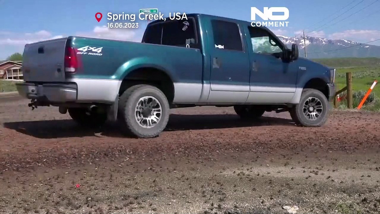 Nevada: Mit Staubsauger gegen die Invasion der 'Mormonen-Grille'