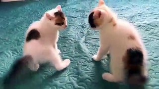 Best cats funny videos 2023 