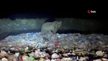 Des ours bruns repérés à la recherche de nourriture dans une benne à ordures