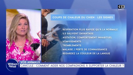 Vos animaux : Canicule : Comment aider nos compagnons à supporter la chaleur ?