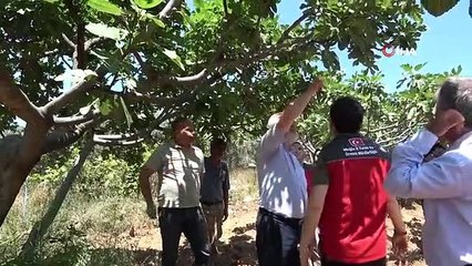 Fethiye'de incir üreticilerine uygulamalı eğitim