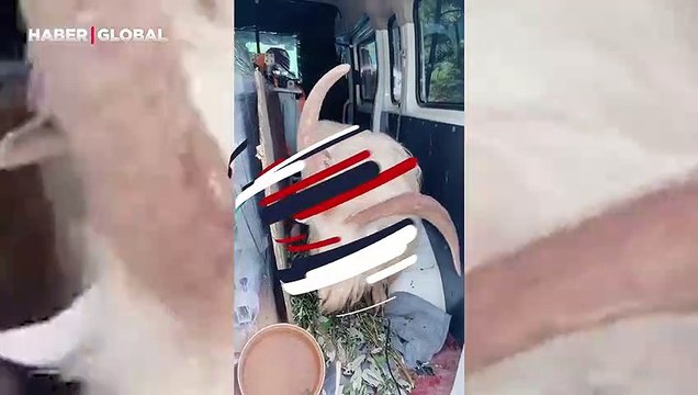 Bu keçinin öyle bir özelliği var ki... Gören dönüp bir daha bakıyor