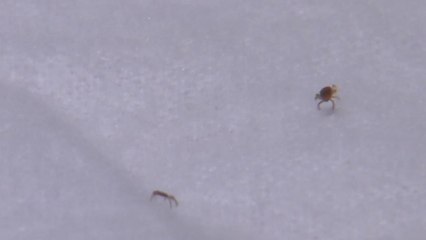 6∼11월 진드기 매개 감염병 집중..."농작업시 주의하세요" / YTN