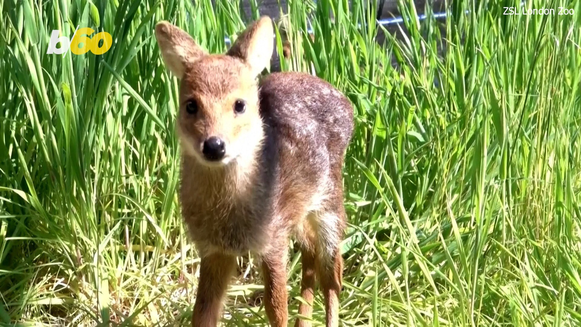 ⁣Endangered ‘Vampire’ Deer Relocated for Preservation