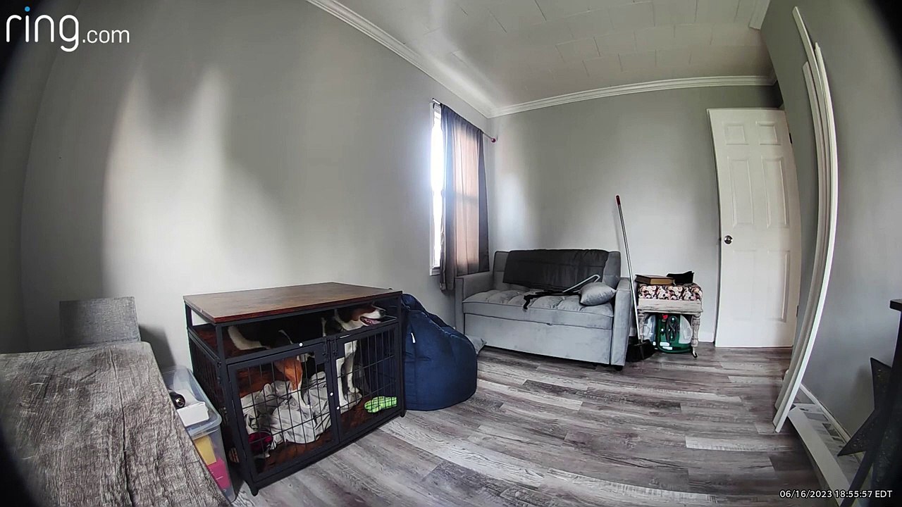 Chien s'échappe de sa cage