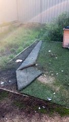 Dirty Doggy Dives Into Duvet