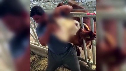 Un ouvrier agricole qui a donné du liquide à une vache dans une bouteille d'alcool a été arrêté ! Il s'avère qu'il était recherché pour trafic de drogue.