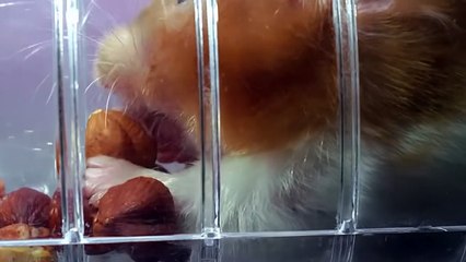 This Fish Eats Only Those Who Are Bigger Than It