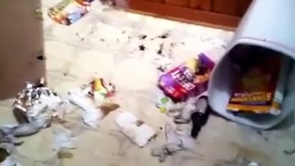 The Reason Why Kangaroo Abandons Its Baby to Predators