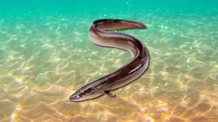 The Most Stupid Thing That Rabbits Do