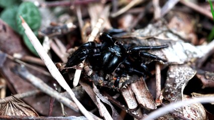 Enormous Megaspider Stuns Experts