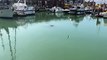 Seal in the Camber Docks, Old Portsmouth - Video by Marcin Jedrysiak