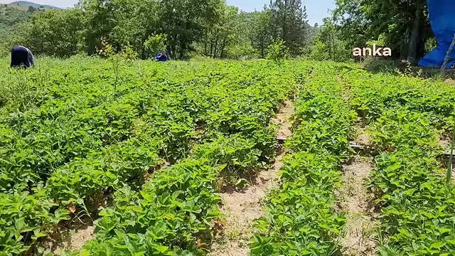 Bursa'da Çilek Üreticisi İsyan Etti: Geçen Sene 16 Liradan Satılan Dağ Çileği Bu Sene 7 Liraya Düştü