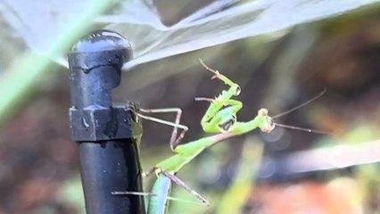 GREEN MANTIS Loves This Water Sprinker!