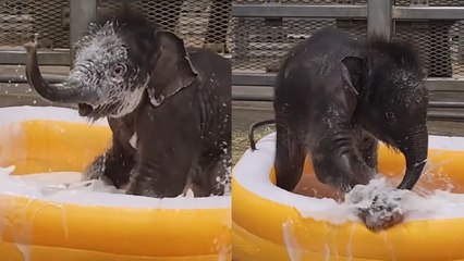 Baby Elephant TWINS Excited to have First EVER Bathtime!