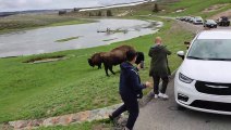 Les touristes se rapprochent dangereusement de Bison pour des photos