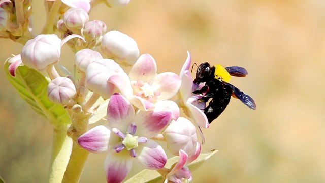 How To Keep Carpenter Bees Away From Your Home