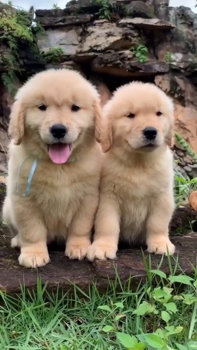 Amazing Cute Dog