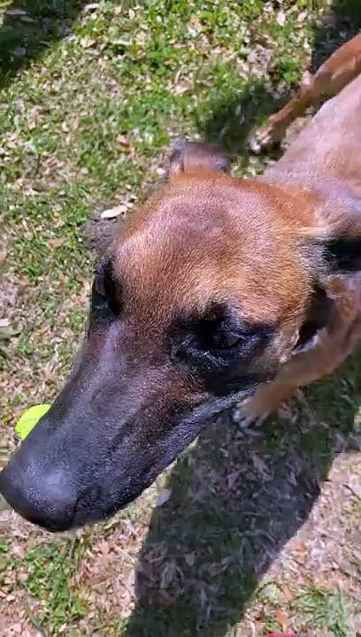 Comment faire claquer des dents à son chien