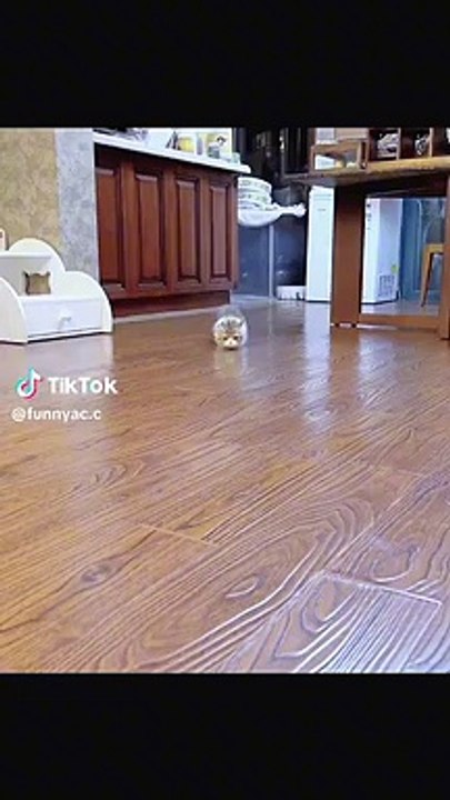 Cats doing fun