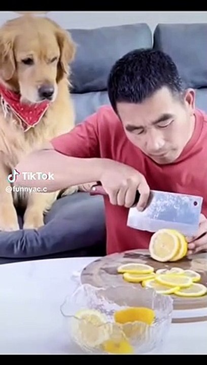 Dog fighting  back