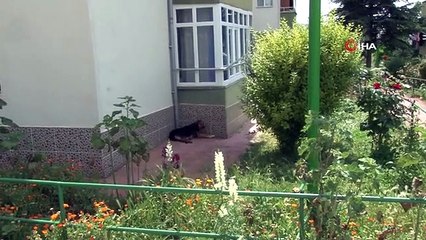 Başıboş Sokak Köpekleri Site Sakinlerini Bezdiriyor