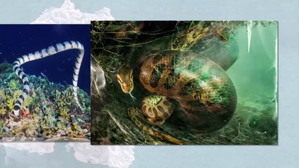 The Maddest Snake Hunters. Even Titanoboa Was Afraid of Them
