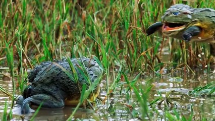 The Frog Does Incredible Things to Protect Its Offspring