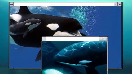 That's Why Young Orcas Hate Old Ones