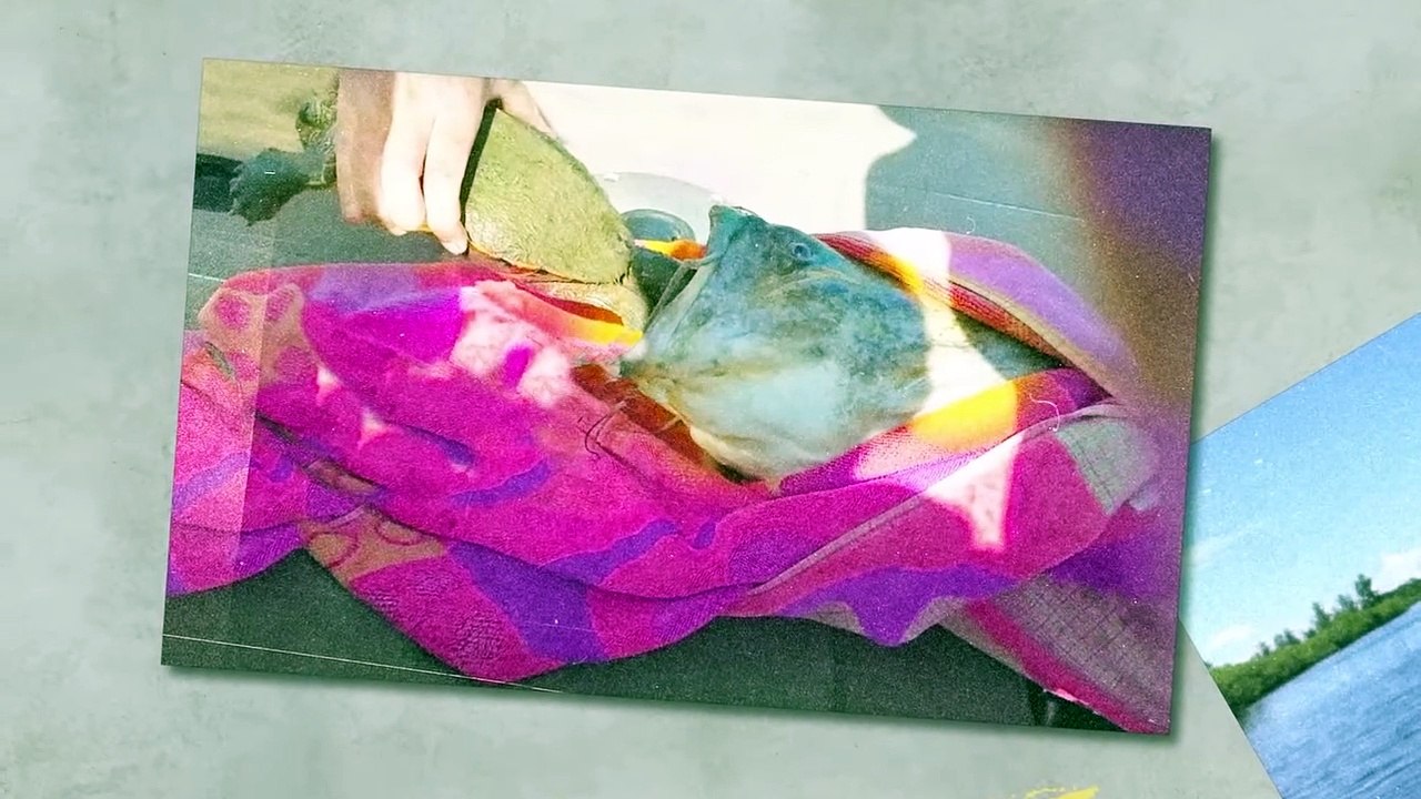 Snake Immediately Regretted Having Eaten the Porcupine