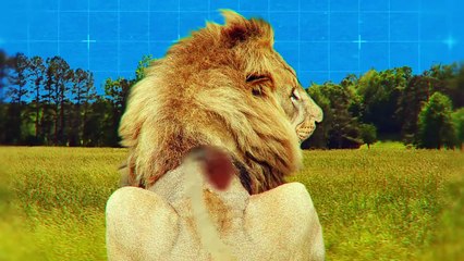 Prey That Is Stronger Than a Lion