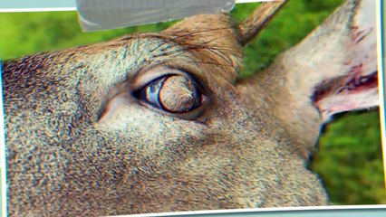 Once in a Thousand Years This Happens to a Deer Eye