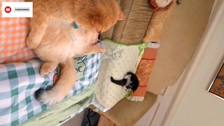Smart cat comedy moments | Cat shorts 20 June 2023 | TRY Not to laugh | cute pet   @inspiresemotions #inspiresemotions #catlover #catlove #catlovehuman #catloverzzz #catloves #love #humanity