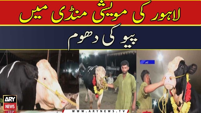 Lahore ki Maweshi Mandi Mai Pappu ki dhoom