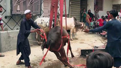Pakistan: Cattle hoisted from Karachi rooftops ahead of Eid al-Adha