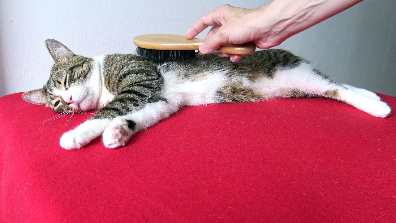 It Is Brushing Time for the Cat (10)