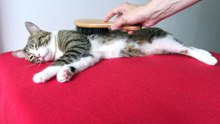 It Is Brushing Time for the Cat (10)