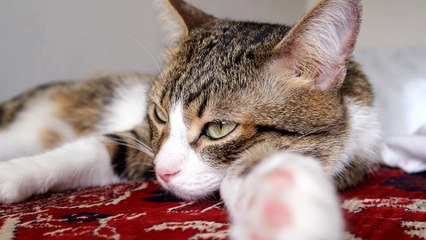 Fluffy Cat Guards Me while I Cook (1)