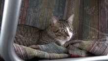 Tabby Cat Hid under the Table (5)