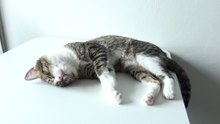This Lazy Cat Loves to Sleep in the Sun (13)