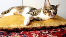 Sweet Cat Sleeps on the Yellow Pillow (5)