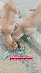 Moradores ameaçam protetora por alimentar animais de rua